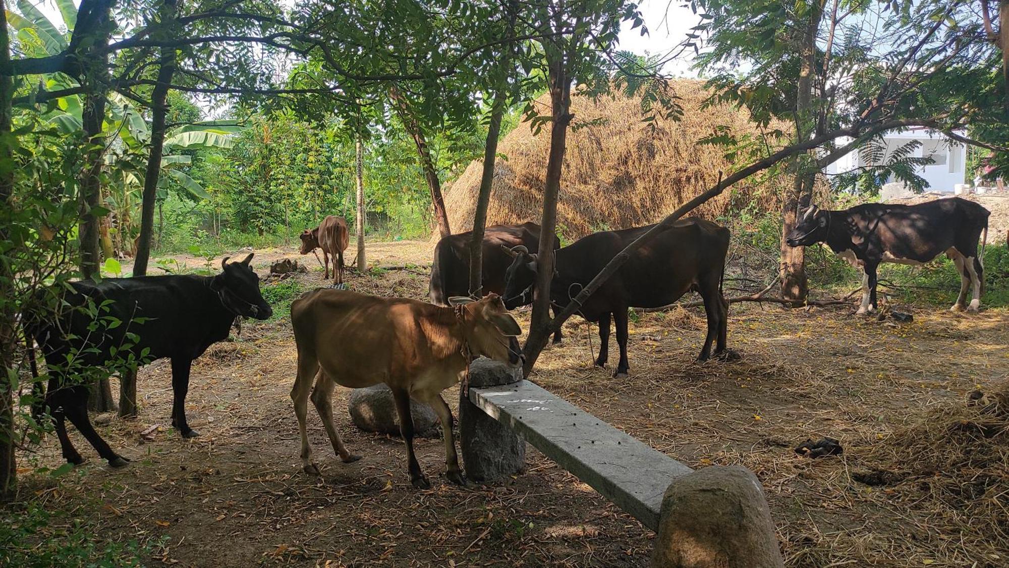 Vaksana Farm Stay Gudraippattu Buitenkant foto