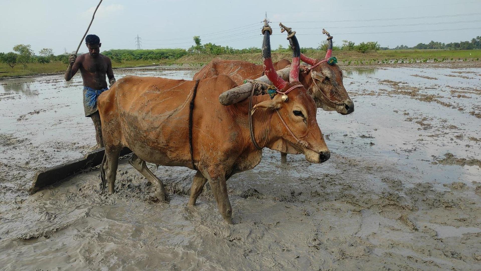 Vaksana Farm Stay Gudraippattu Buitenkant foto