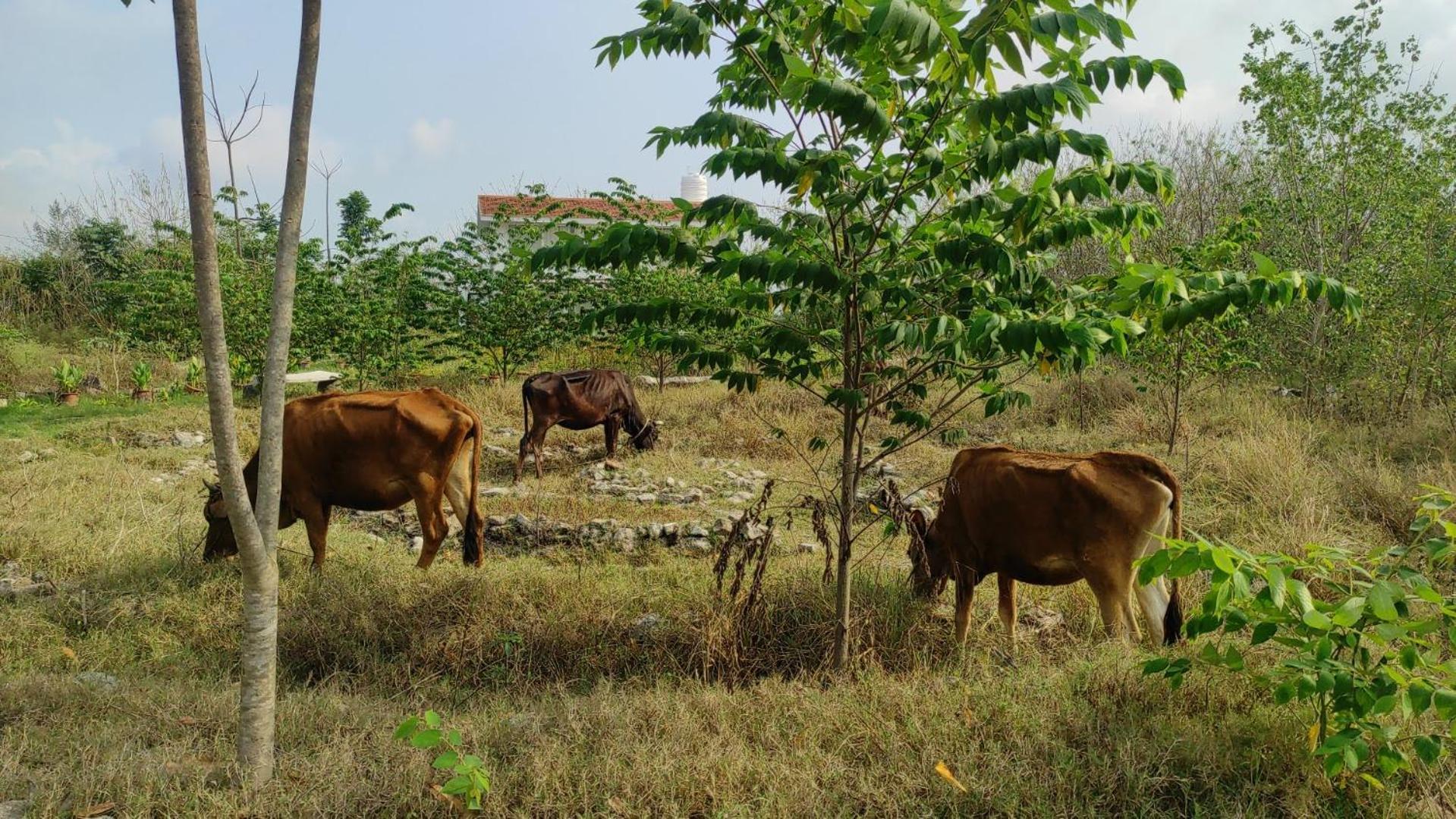 Vaksana Farm Stay Gudraippattu Buitenkant foto